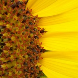 Sunflower American Giant variety macro